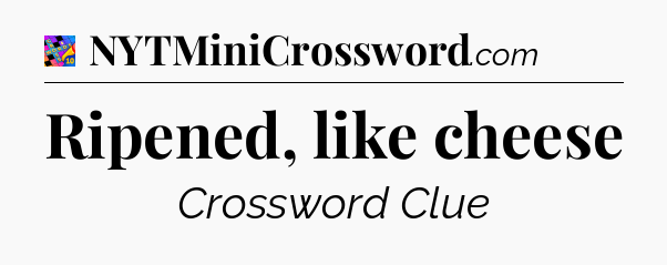 Ripened, like cheese Crossword Clue