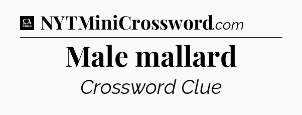 Male mallard - LA Times Crossword