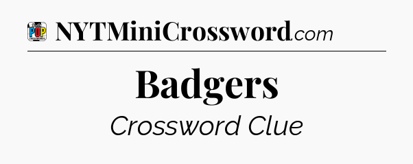 Badgers Crossword Clue