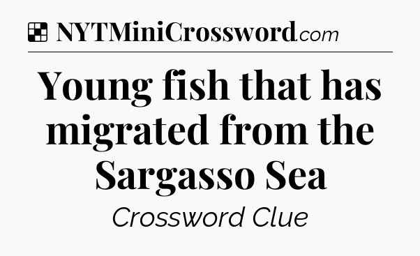 Solution: Young fish that has migrated from the Sargasso Sea - NYT Crossword