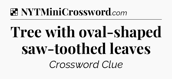 Solution: Tree with oval-shaped saw-toothed leaves - NYT Crossword