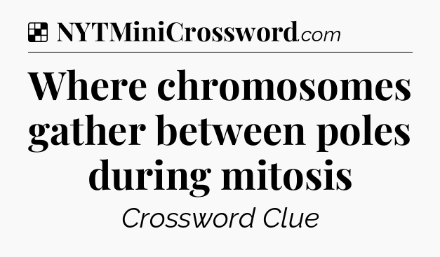 Solution: Where chromosomes gather between poles during mitosis - NYT Crossword