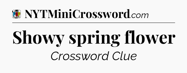 Showy spring flower Crossword Clue