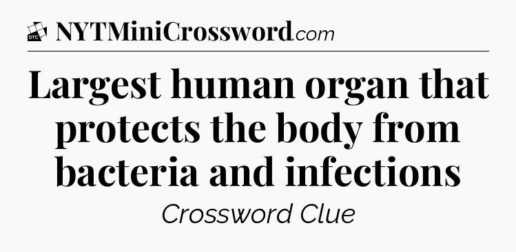 Largest human organ that protects the body from bacteria and infections - Daily Themed Classic Crossword