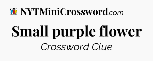 Small purple flower Crossword Clue
