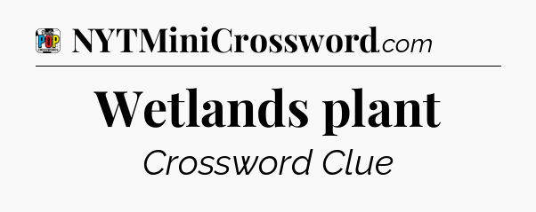 Wetlands plant Crossword Clue
