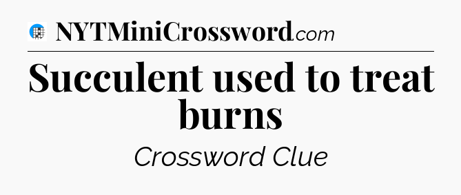 Succulent used to treat burns Crossword Clue