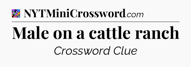 Male on a cattle ranch Crossword Clue