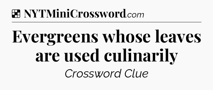 Solution: Evergreens whose leaves are used culinarily - NYT Crossword