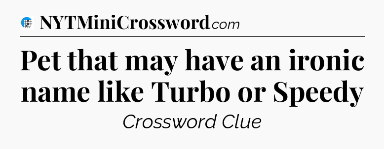 Pet that may have an ironic name like Turbo or Speedy Crossword Clue