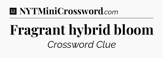 Fragrant hybrid bloom - LA Times Crossword
