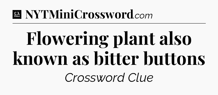 Flowering plant also known as bitter buttons - LA Times Crossword
