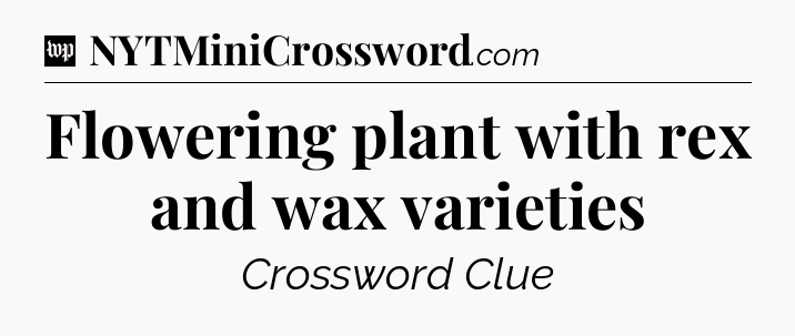 Flowering plant with rex and wax varieties Crossword Clue