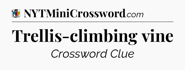Trellis-climbing vine Crossword Clue