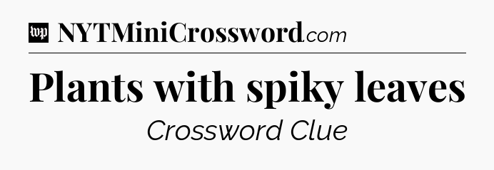 Plants with spiky leaves Crossword Clue