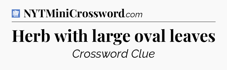 Herb with large oval leaves Puzzle Page Crossword Clue