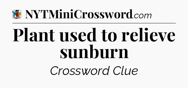 Plant used to relieve sunburn Crossword Clue