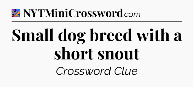 Small dog breed with a short snout Crossword Clue