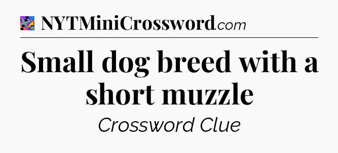 Small dog breed with a short muzzle Crossword Clue