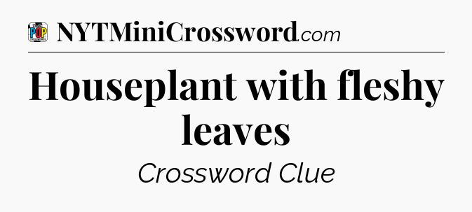 Houseplant with fleshy leaves Crossword Clue