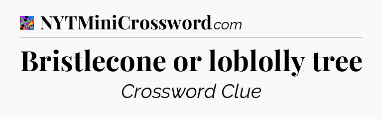 Bristlecone or loblolly tree Crossword Clue