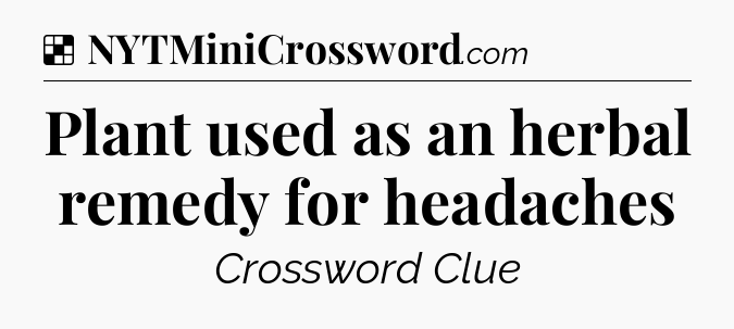 Solution: Plant used as an herbal remedy for headaches - NYT Crossword