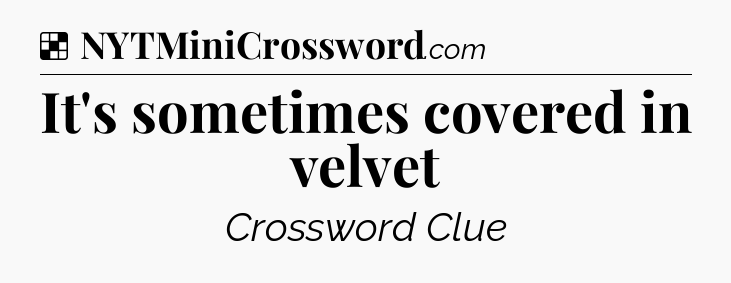Solution: It's sometimes covered in velvet - NYT Crossword